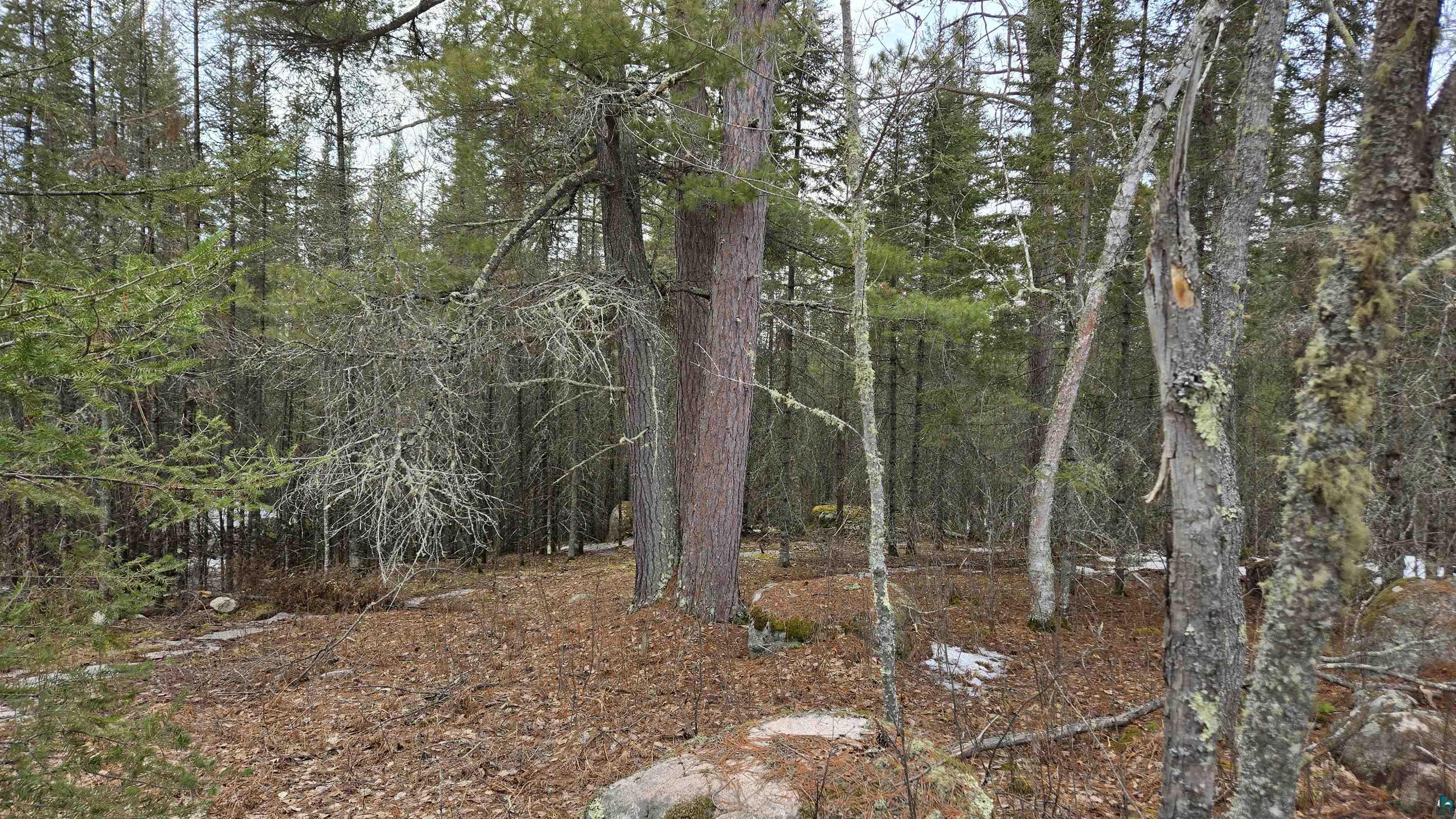 7316 Crane Lake Road Crane Lake, MN 55725 - Photo 5 of 20 View of local wilderness featuring a wooded view