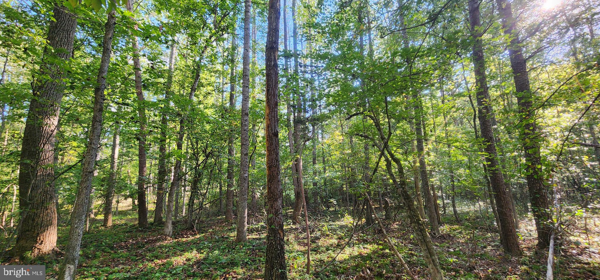 Lot 39 Lees Court Locust Grove, VA 22508 - Photo 11 of 15 a view of forest
