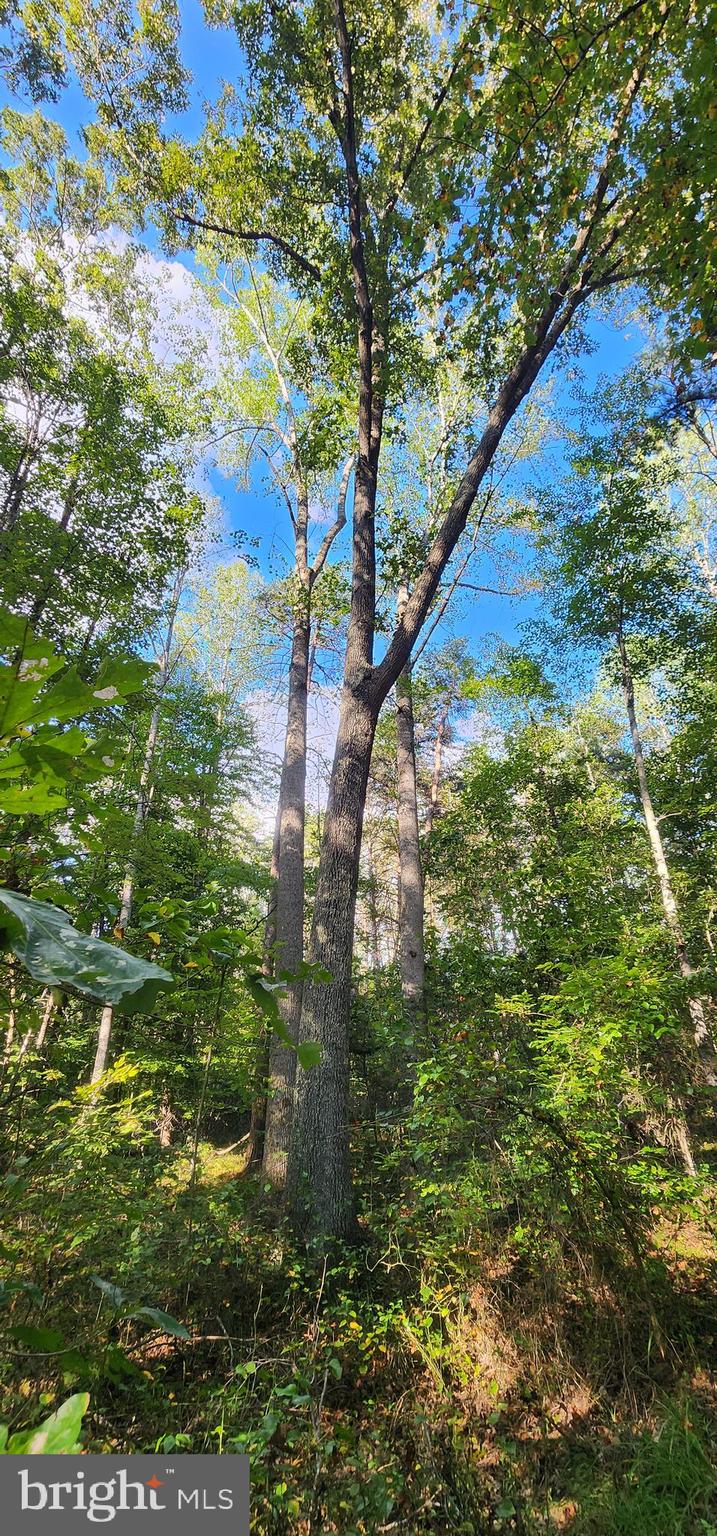 Lot 39 Lees Court Locust Grove, VA 22508 - Photo 12 of 15 a picture of tree