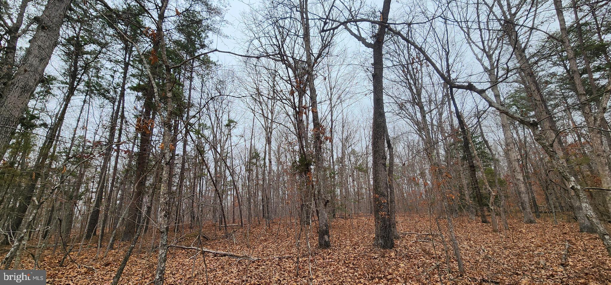Lot 39 Lees Court Locust Grove, VA 22508 - Photo 13 of 15 a view of backyard of a house
