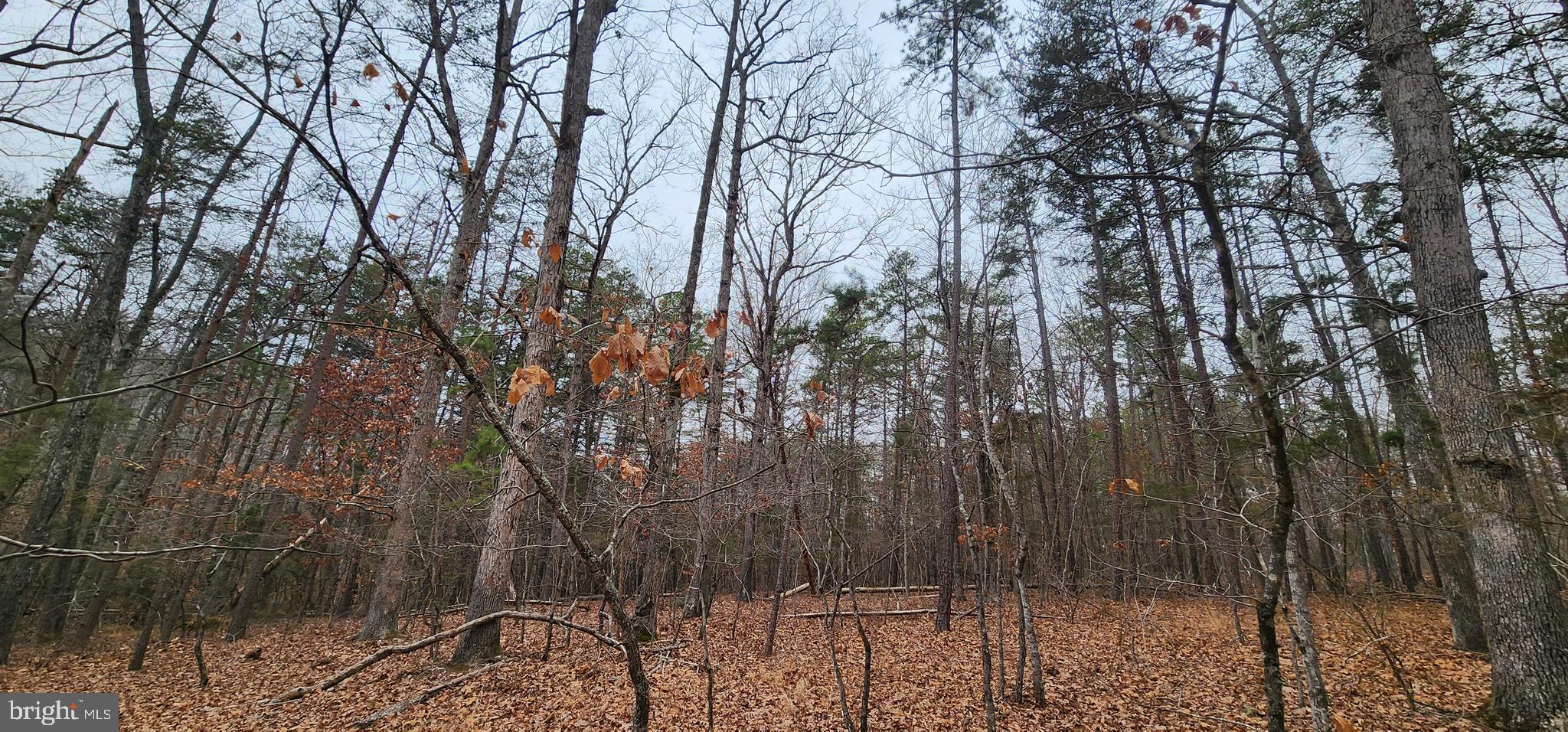 Lot 39 Lees Court Locust Grove, VA 22508 - Photo 14 of 15 a view of forest