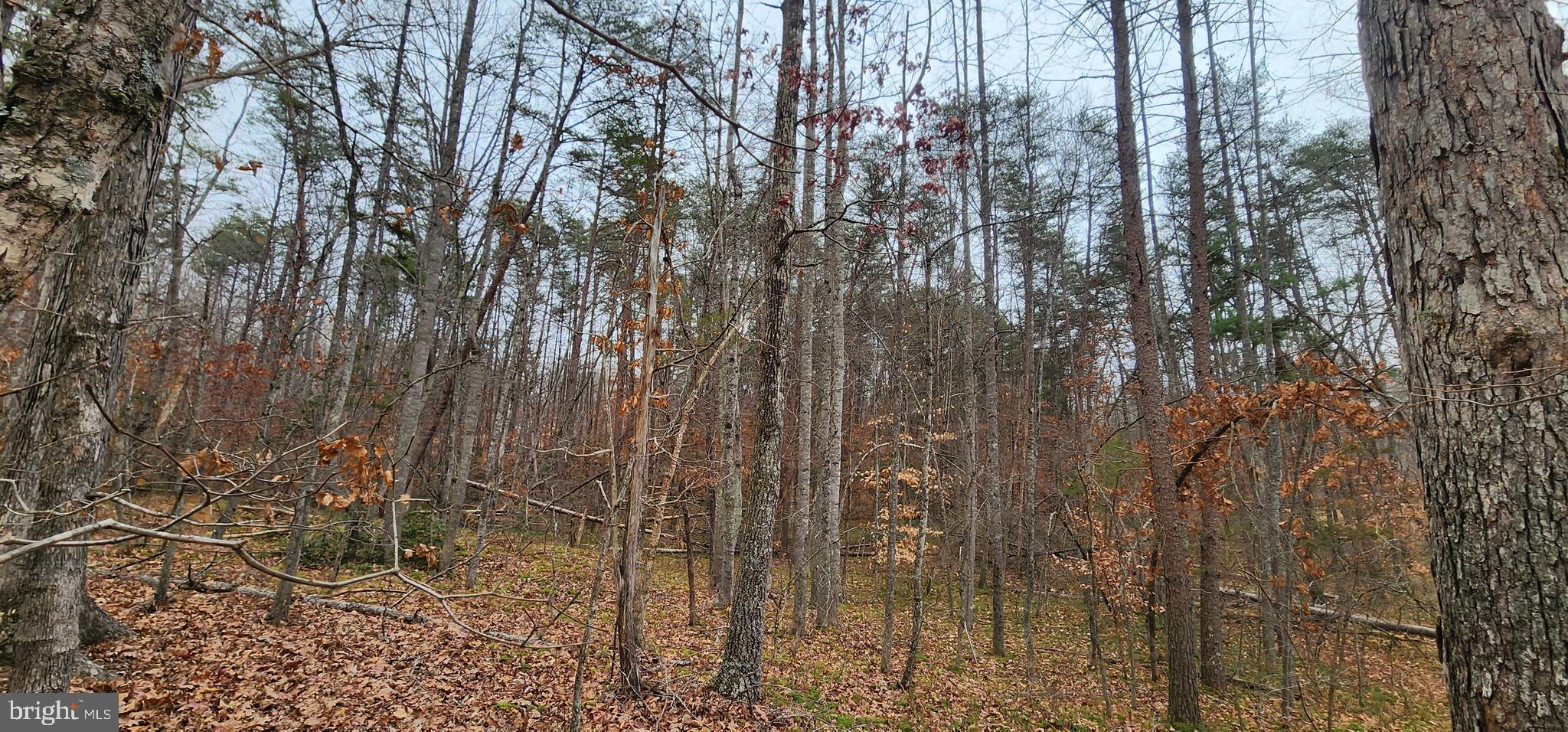 Lot 39 Lees Court Locust Grove, VA 22508 - Photo 15 of 15 a view of forest