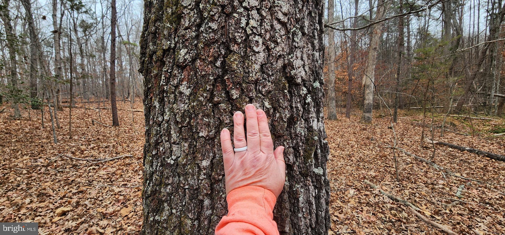 Lot 39 Lees Court Locust Grove, VA 22508 - Photo 5 of 15