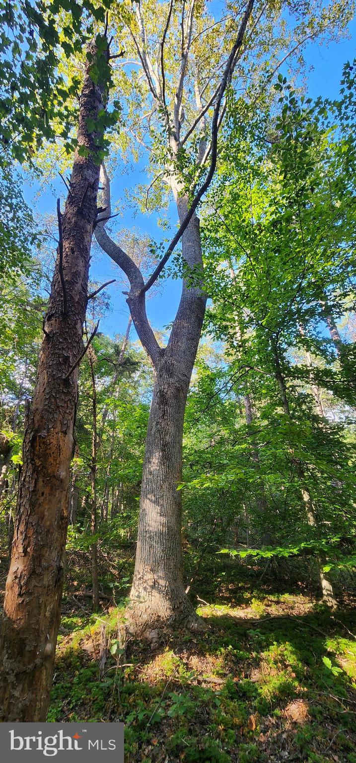 Lot 39 Lees Court Locust Grove, VA 22508 - Photo 7 of 15 a view of a yard