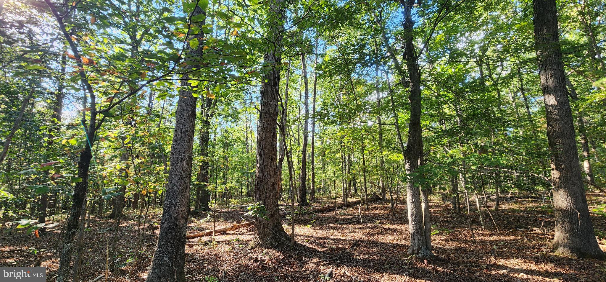 Lot 39 Lees Court Locust Grove, VA 22508 - Photo 8 of 15 a view of a forest that has large trees