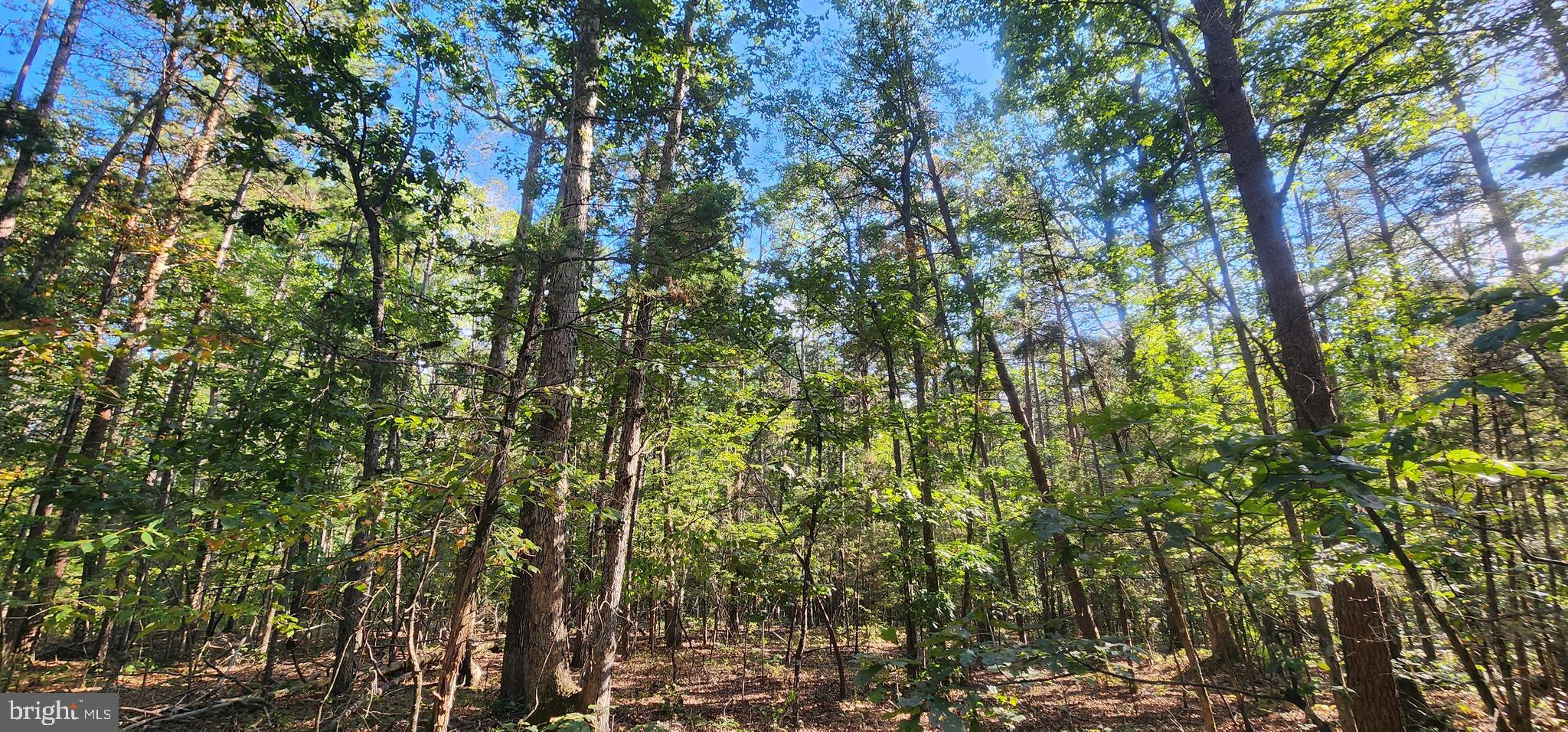 Lot 39 Lees Court Locust Grove, VA 22508 - Photo 10 of 15 a view of a tree
