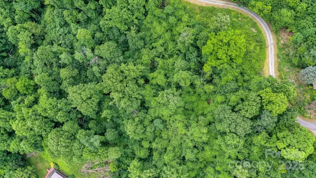 a view of a lush green forest