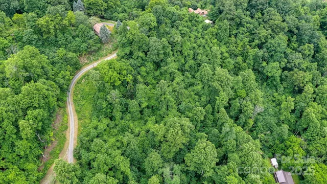 a view of a forest with a tree