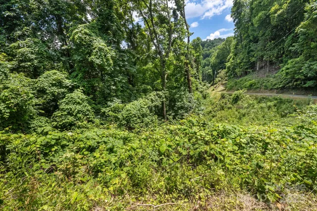 a view of a lush green forest with a tree
