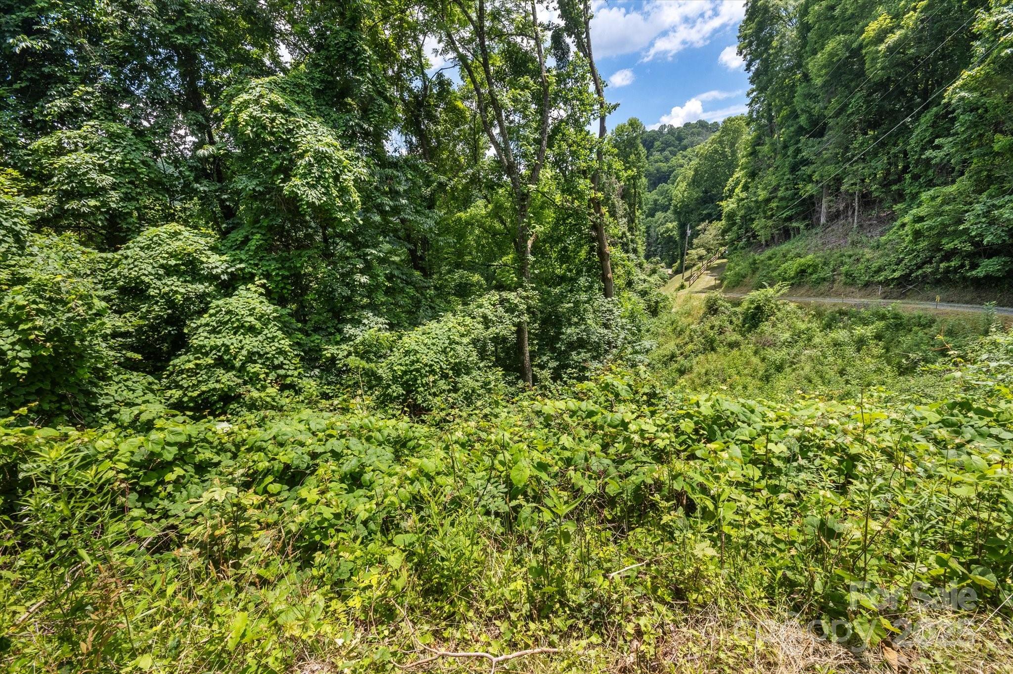 99999 Secluded Valley Road Marshall, NC 28753 - Photo 13 of 21 a view of a lush green forest with a tree