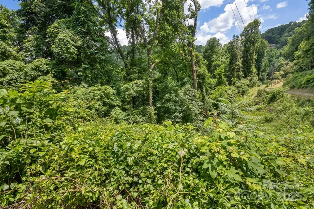 a view of a lush green forest