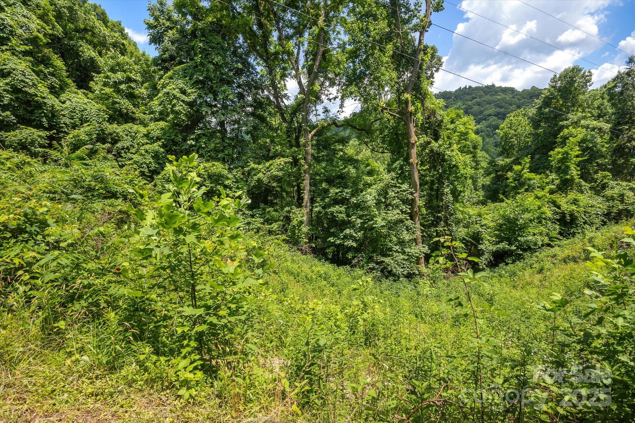 99999 Secluded Valley Road Marshall, NC 28753 - Photo 15 of 21 a view of a lush green forest