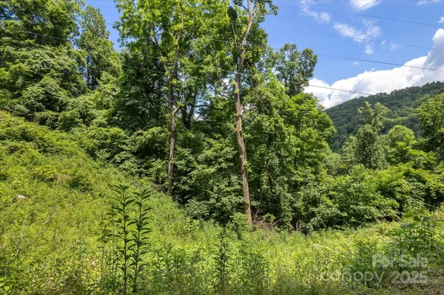 a view of a lush green forest