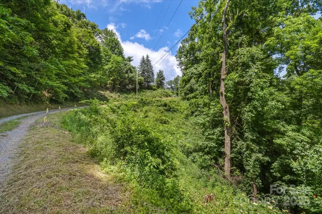 a view of a lush green forest