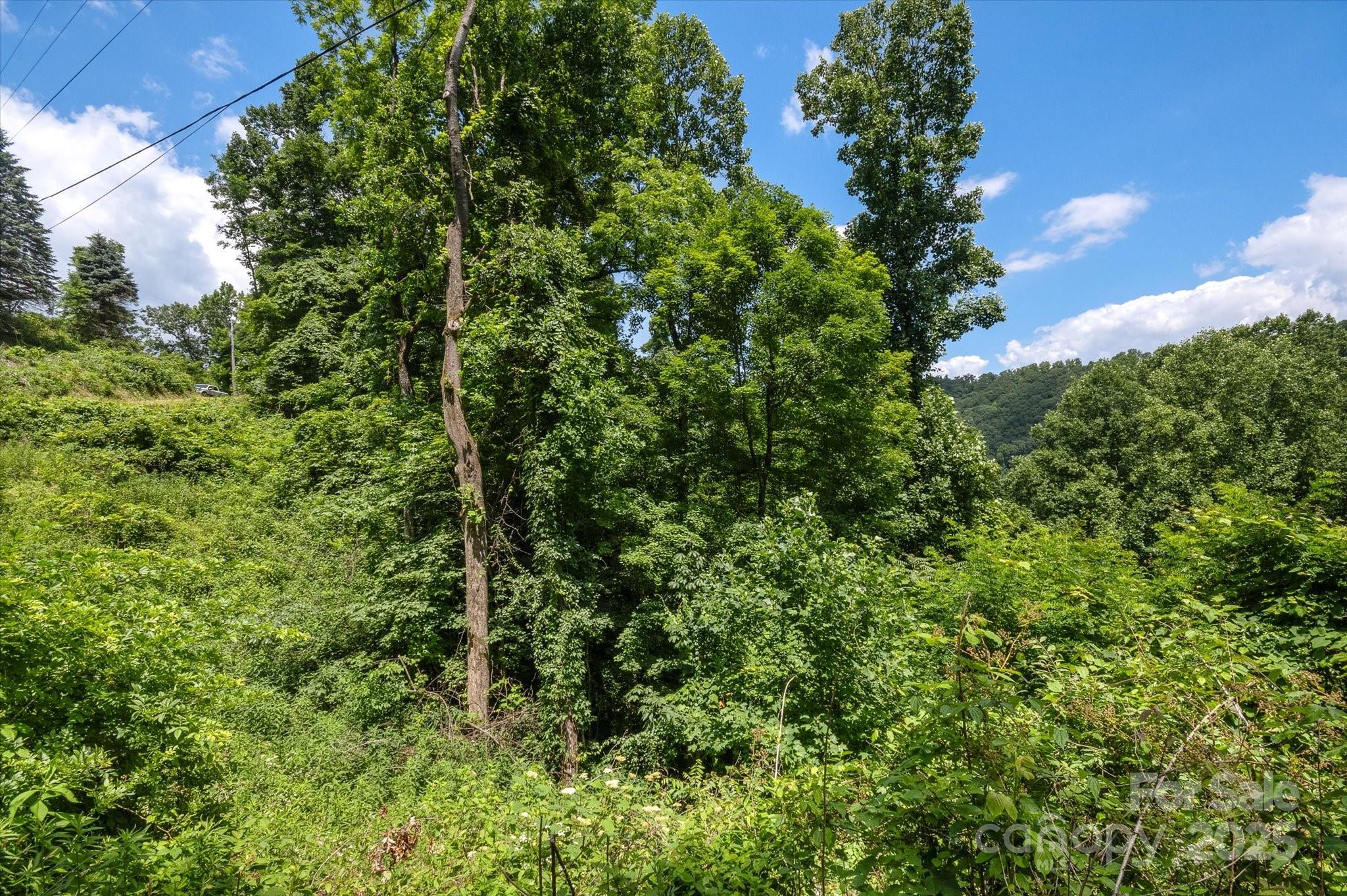 99999 Secluded Valley Road Marshall, NC 28753 - Photo 19 of 21 a view of a garden