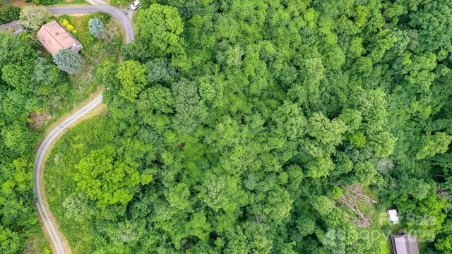 a view of a lush green forest