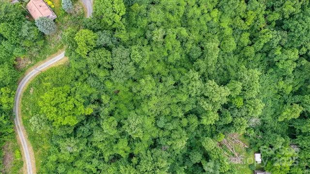 a view of a lush green forest with lots of trees