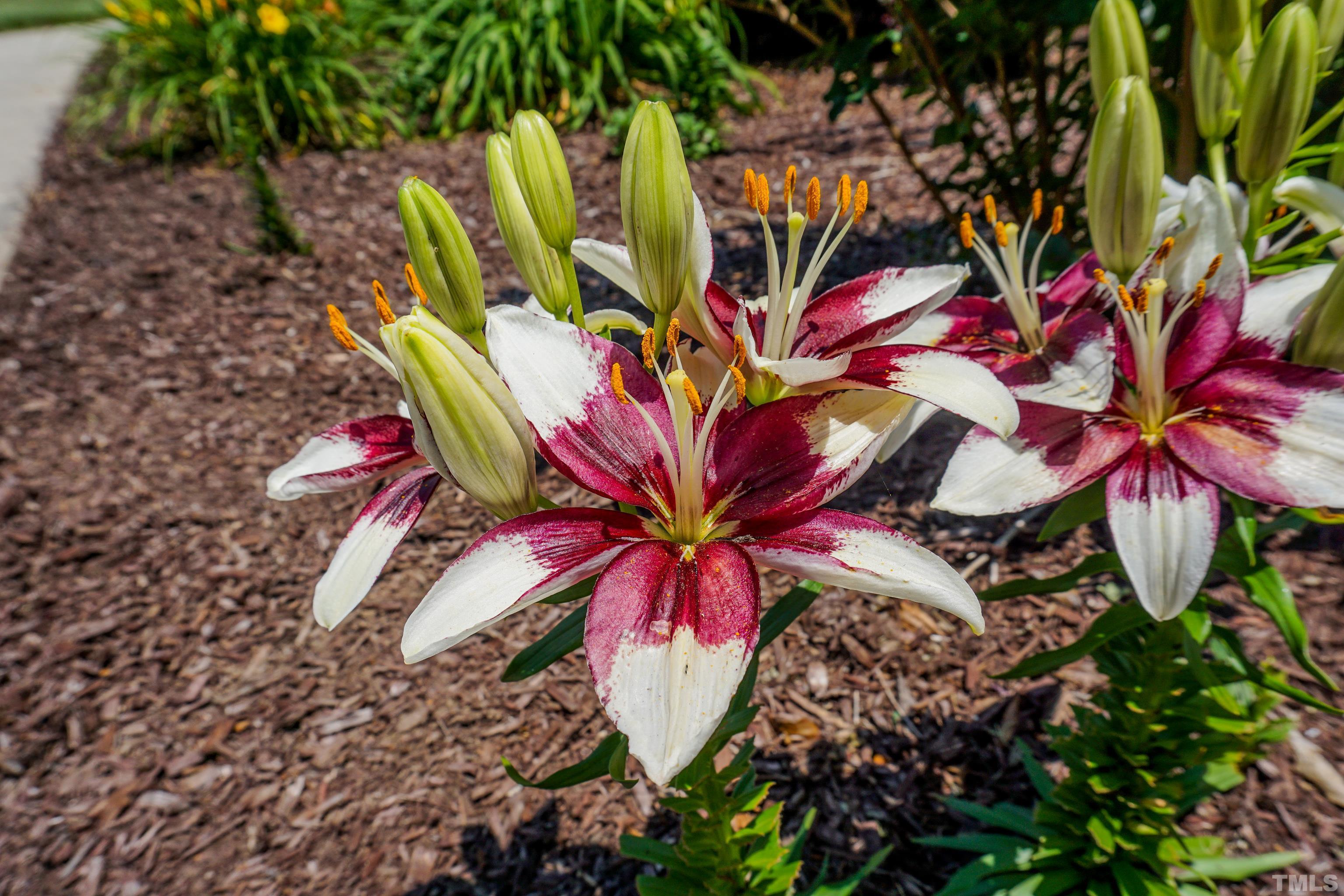 103 Derwin Drive Timberlake, NC 27583 - Photo 51 of 57