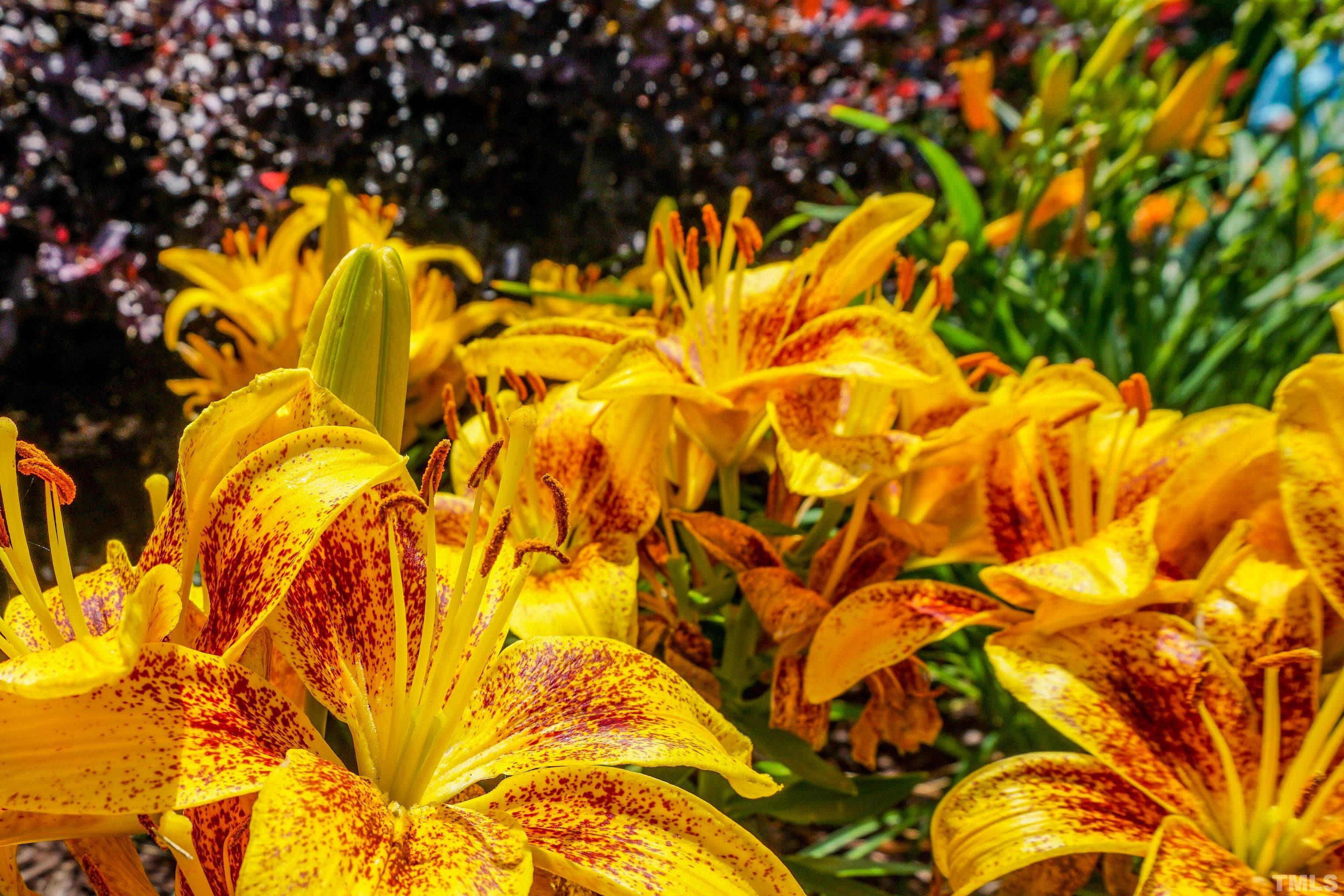 103 Derwin Drive Timberlake, NC 27583 - Photo 52 of 57 a view of a house with a tree