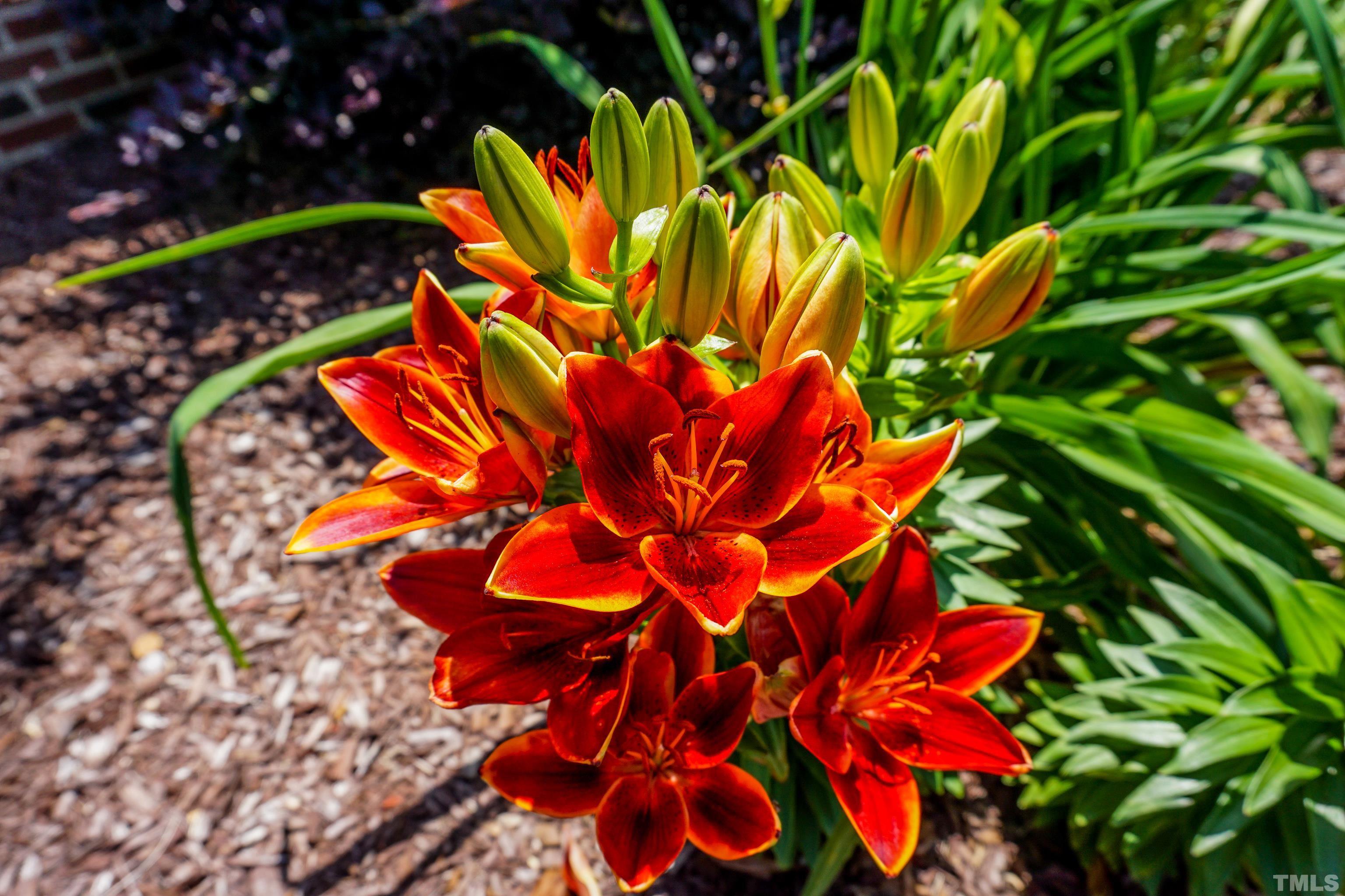 103 Derwin Drive Timberlake, NC 27583 - Photo 53 of 57