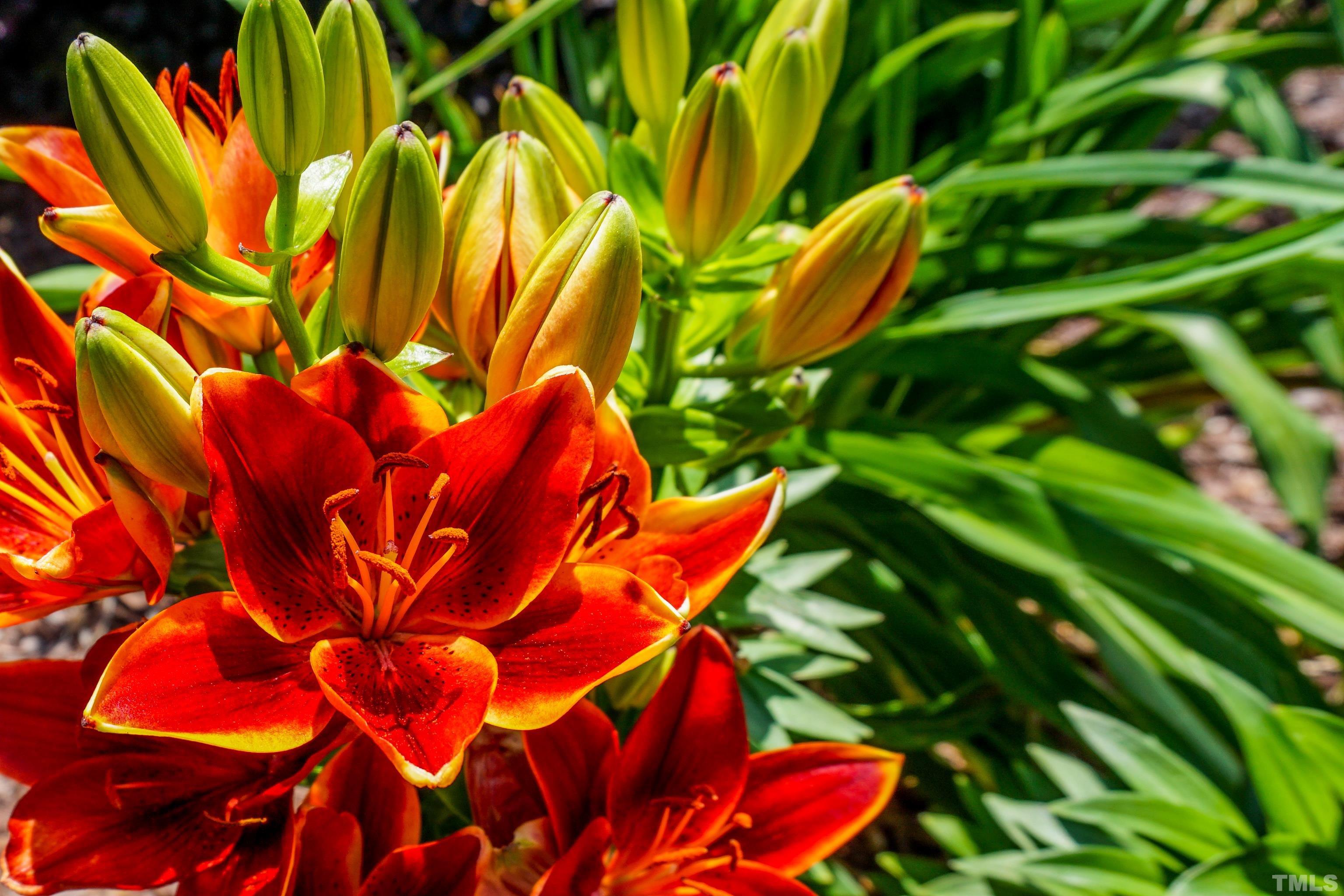 103 Derwin Drive Timberlake, NC 27583 - Photo 54 of 57