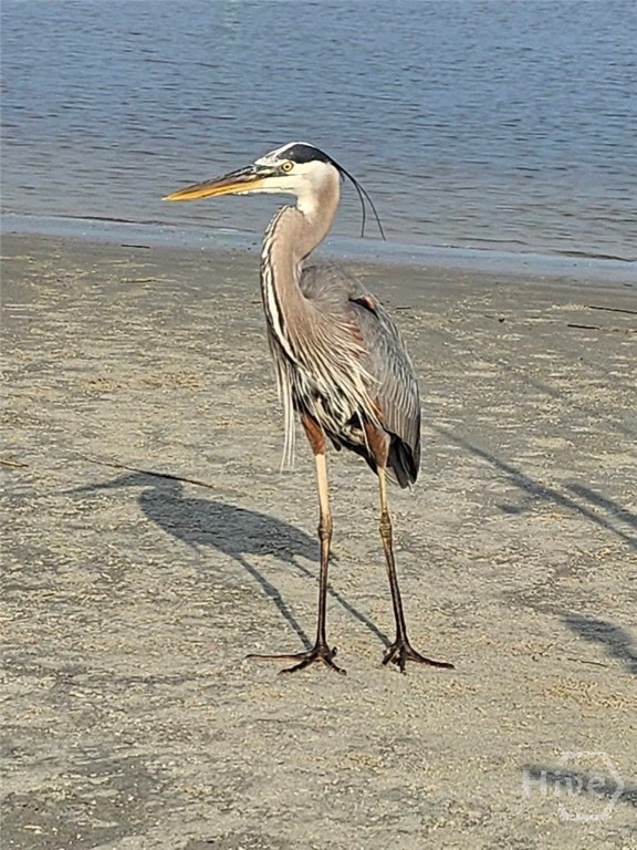 40 Captains View Tybee Island, GA 31328 - Photo 57 of 64 Blue Heron on beach