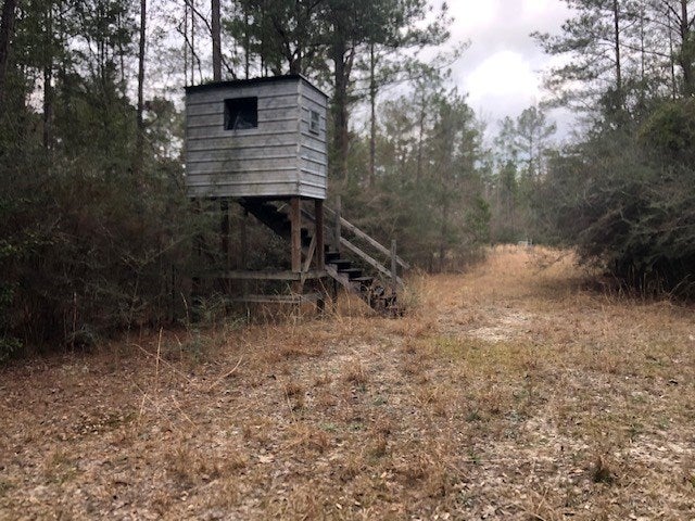 163.38-ac Cravey Bridge Road Florala, AL 36442 - Photo 22 of 49 Gallery Image 22