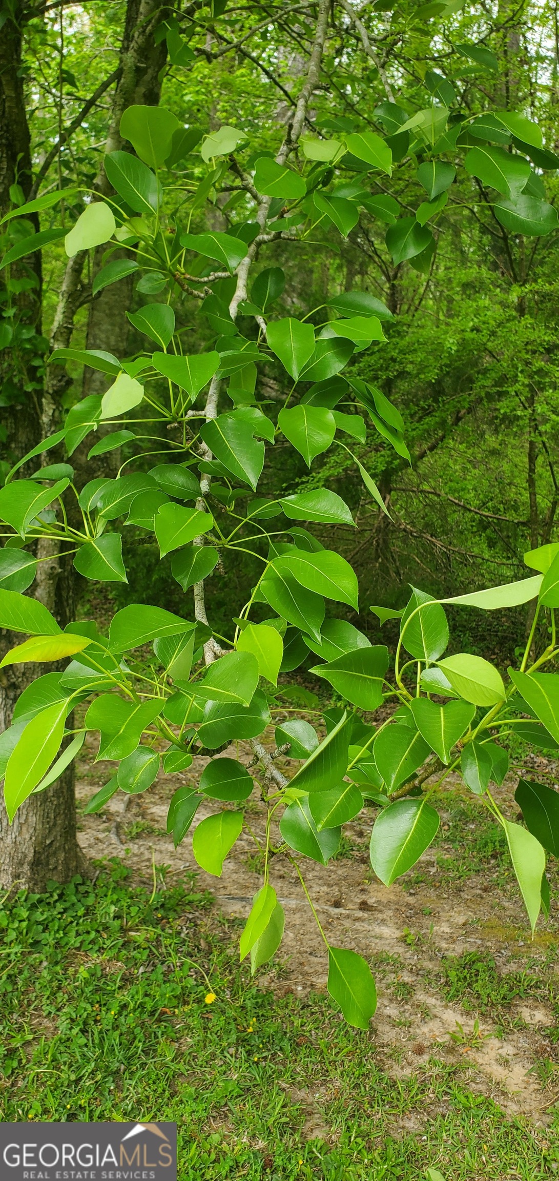 384 Enon Grove Road Franklin, GA 30217 - Photo 104 of 132