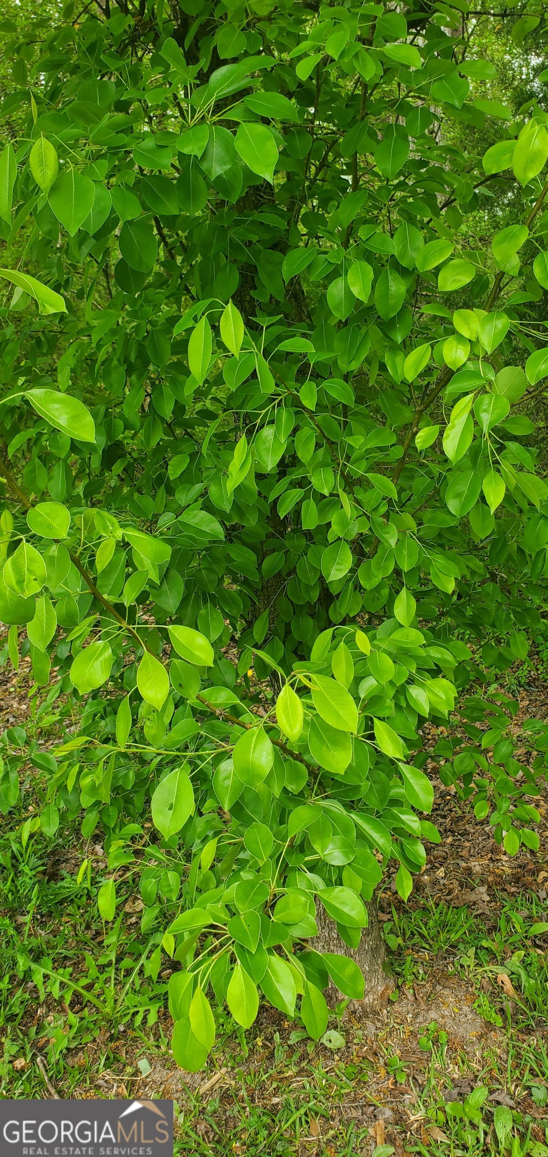 384 Enon Grove Road Franklin, GA 30217 - Photo 105 of 132