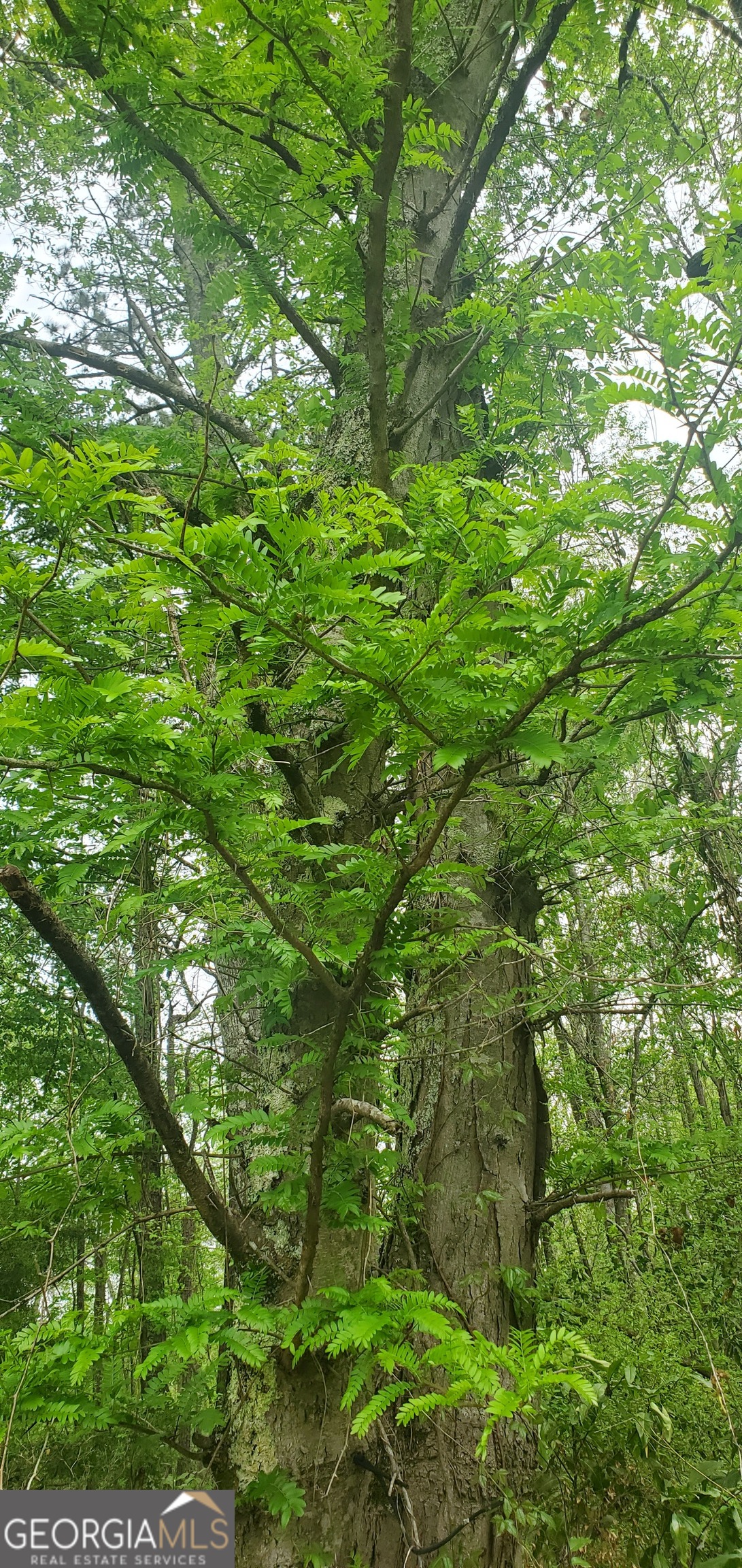 384 Enon Grove Road Franklin, GA 30217 - Photo 106 of 132