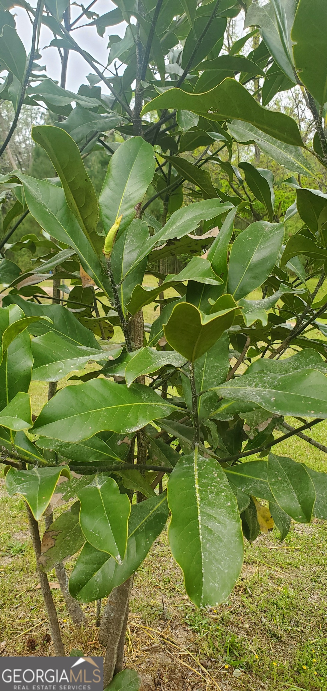 384 Enon Grove Road Franklin, GA 30217 - Photo 109 of 132