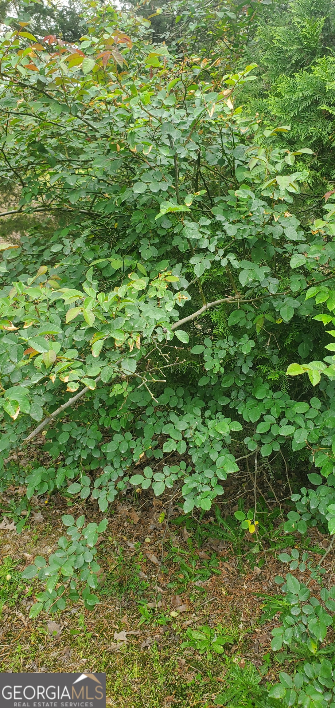 384 Enon Grove Road Franklin, GA 30217 - Photo 113 of 132