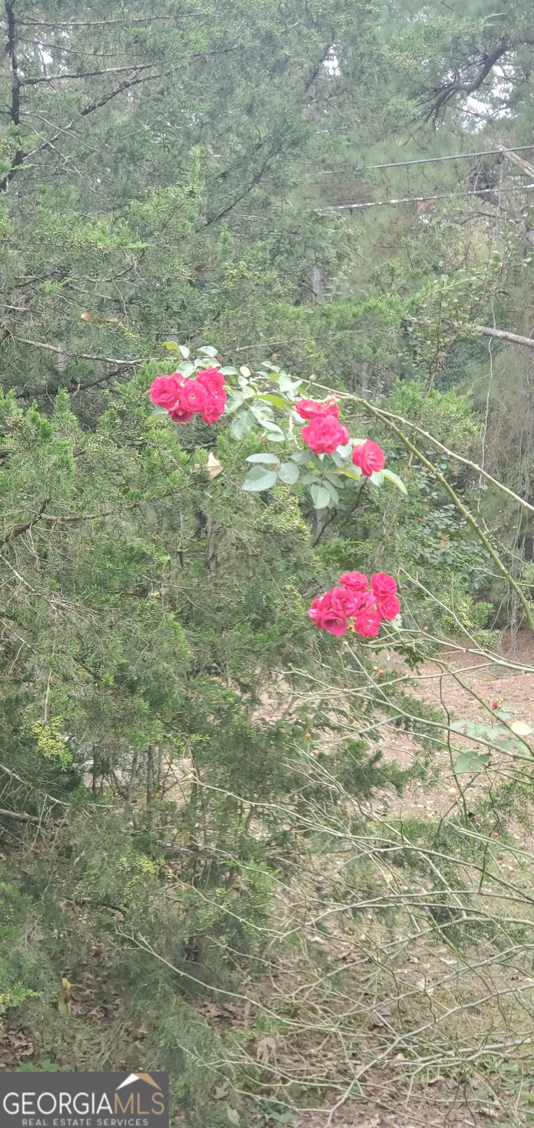 384 Enon Grove Road Franklin, GA 30217 - Photo 96 of 132