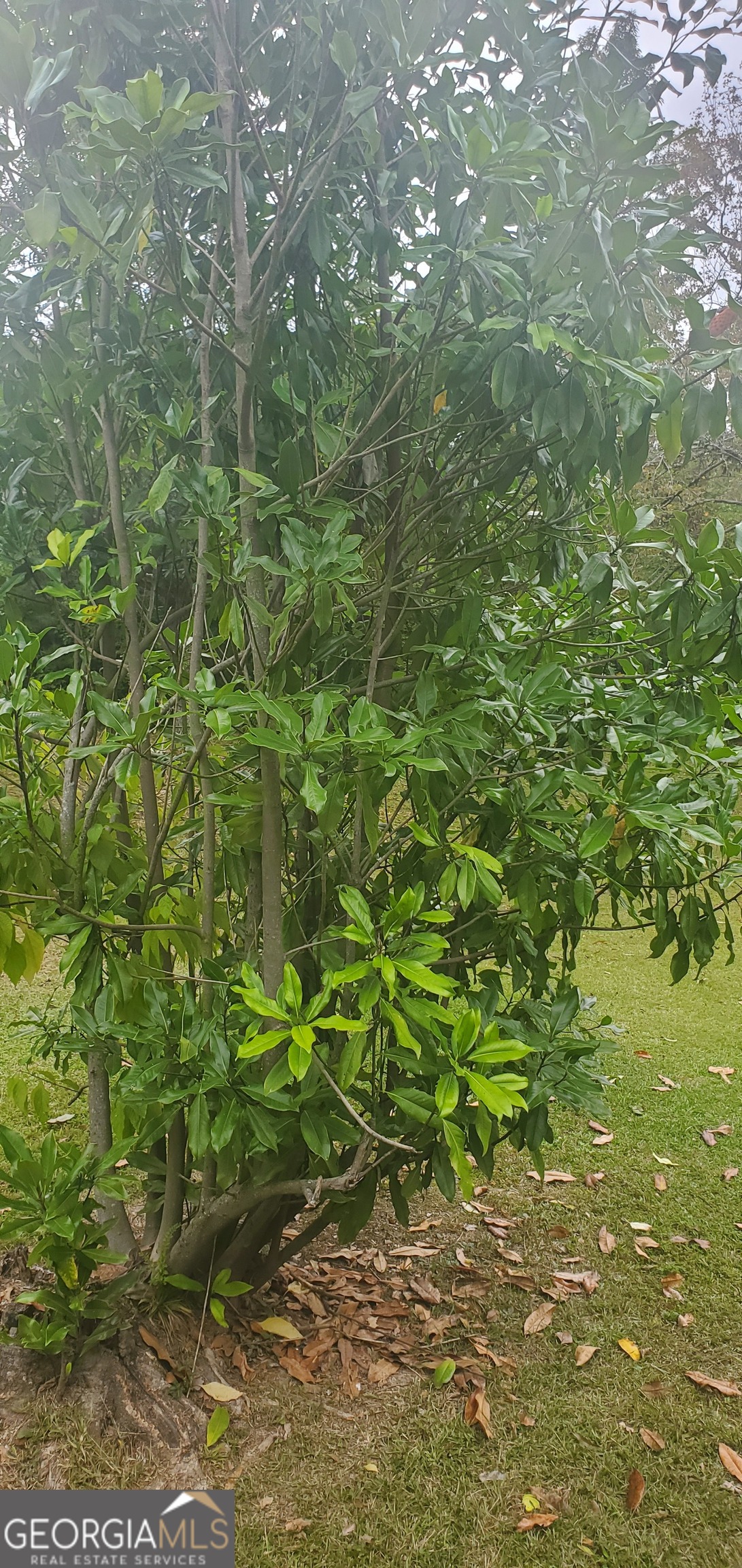 384 Enon Grove Road Franklin, GA 30217 - Photo 97 of 132