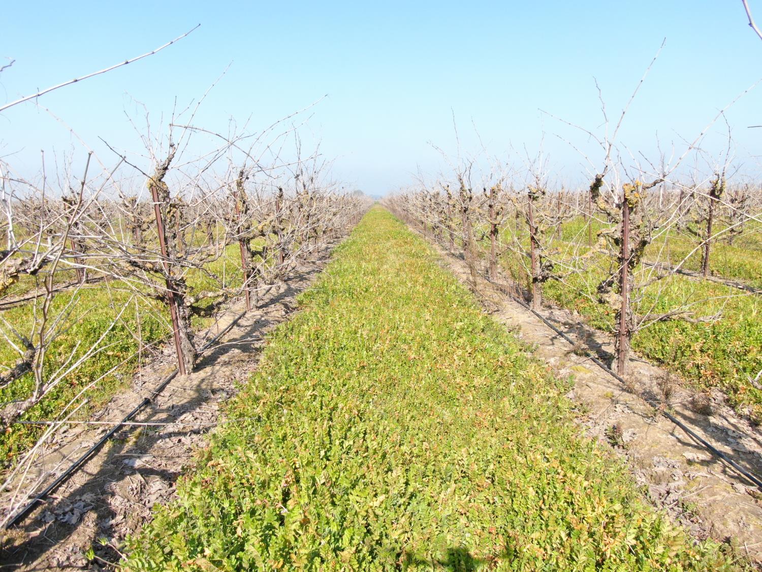 3587 West Sargent Road Lodi, CA 95242 - Photo 7 of 16 a view of a large tree with green space