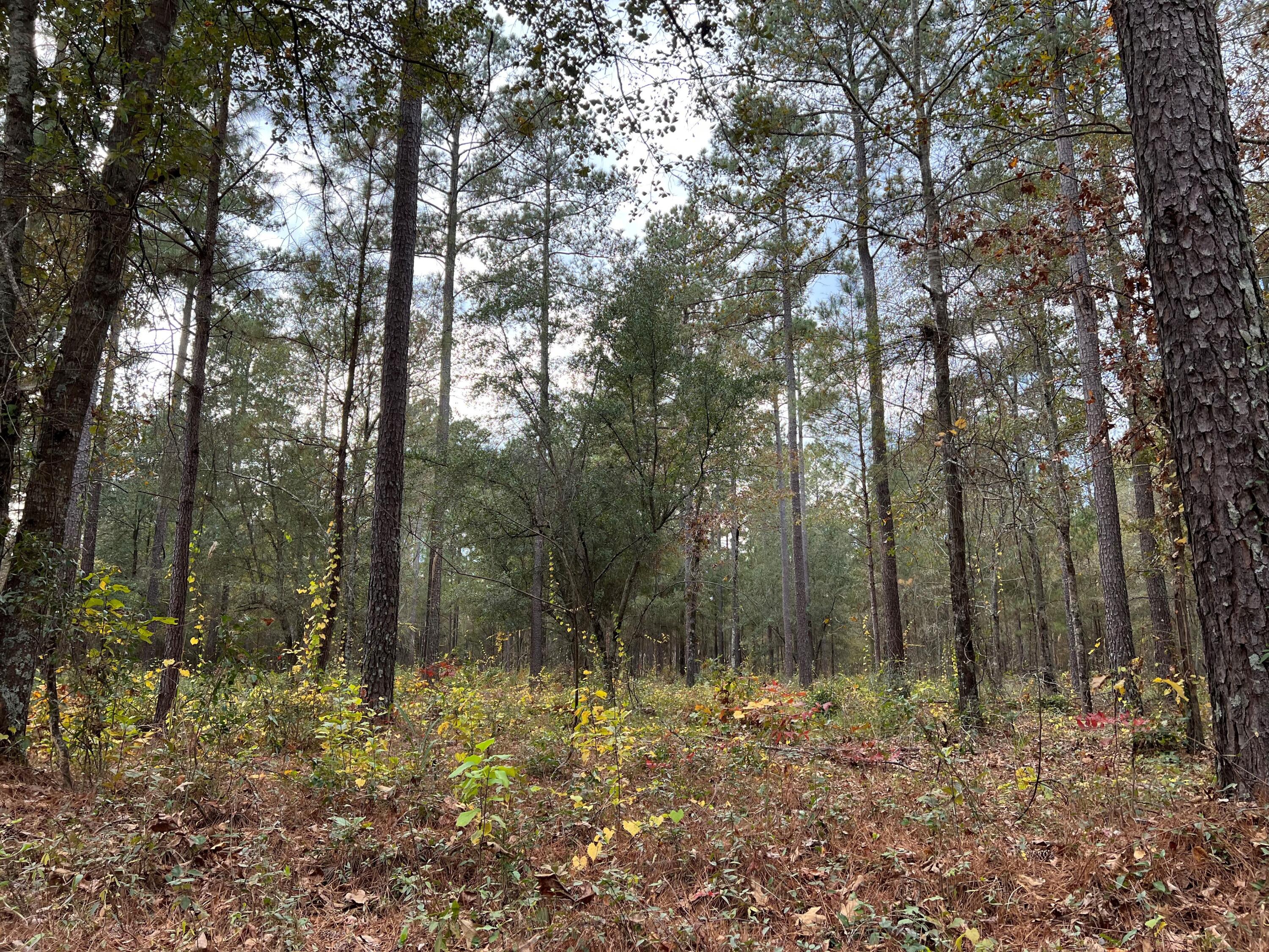 W2 Wagener Road, Unit 2 Wagener, SC 29164 - Photo 4 of 11