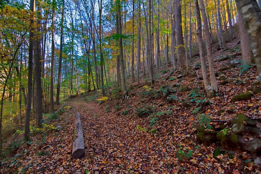 3087 Seminole Road Forest Hill, WV 24935 - Photo 18 of 36 Gallery Image 18