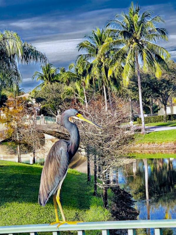 8385 Yorke Road Wellington, FL 33414 - Photo 43 of 44 VW - Nature Preserve