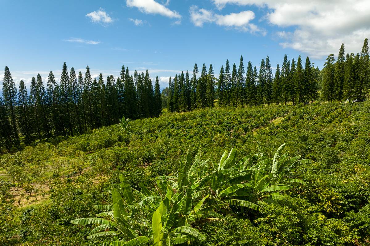 28 Lot Pahala, HI 96777 - Photo 4 of 12