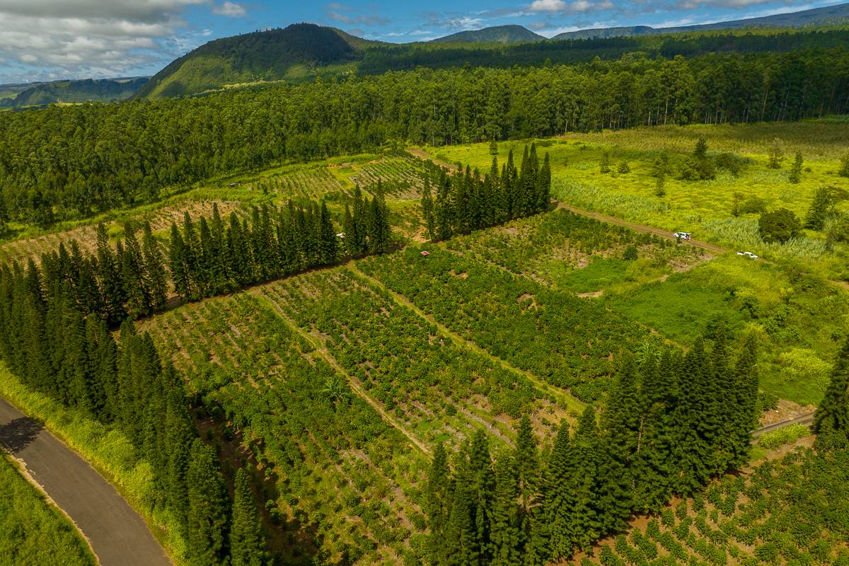 28 Lot Pahala, HI 96777 - Photo 6 of 12