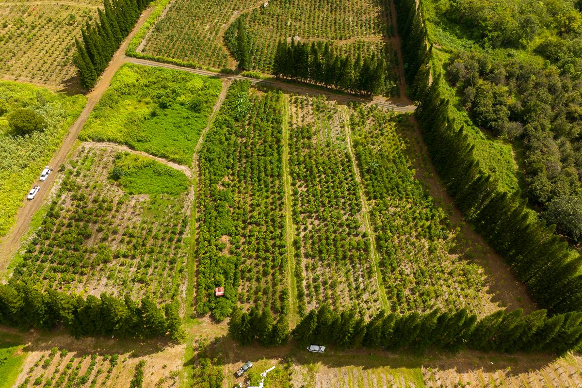 28 Lot Pahala, HI 96777 - Photo 9 of 12