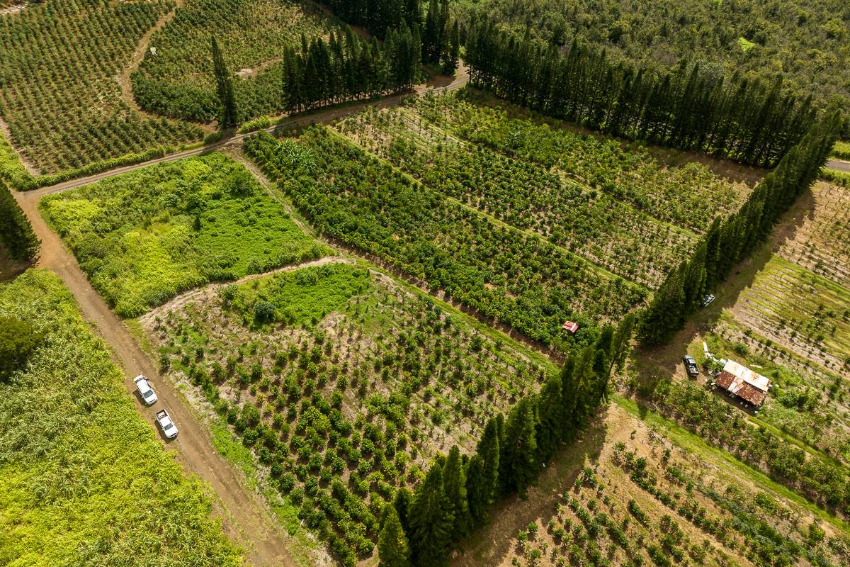 28 Lot Pahala, HI 96777 - Photo 10 of 12