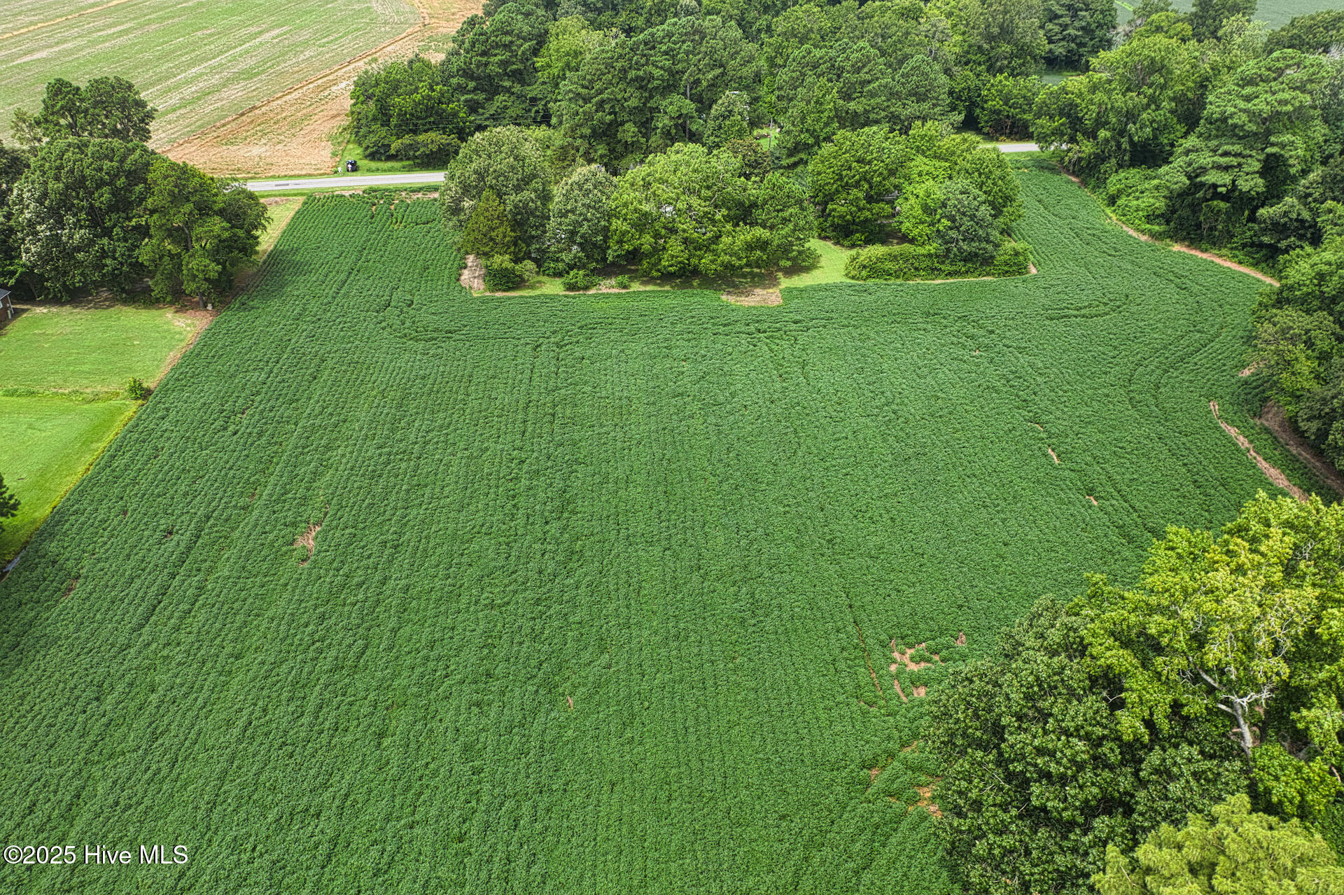 175 Union Hall Road Hertford, NC 27944 - Photo 3 of 36 farmland looking to Union Hall road