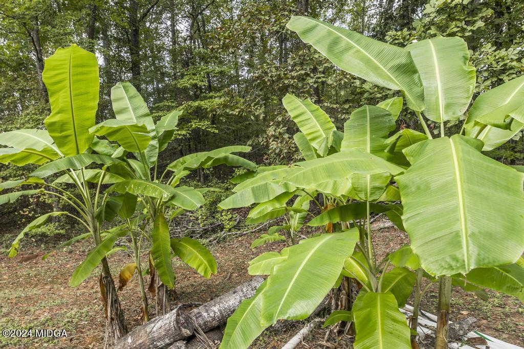 1400 Smith Chapel Road Musella, GA 31066 - Photo 25 of 28 a view of banana tree
