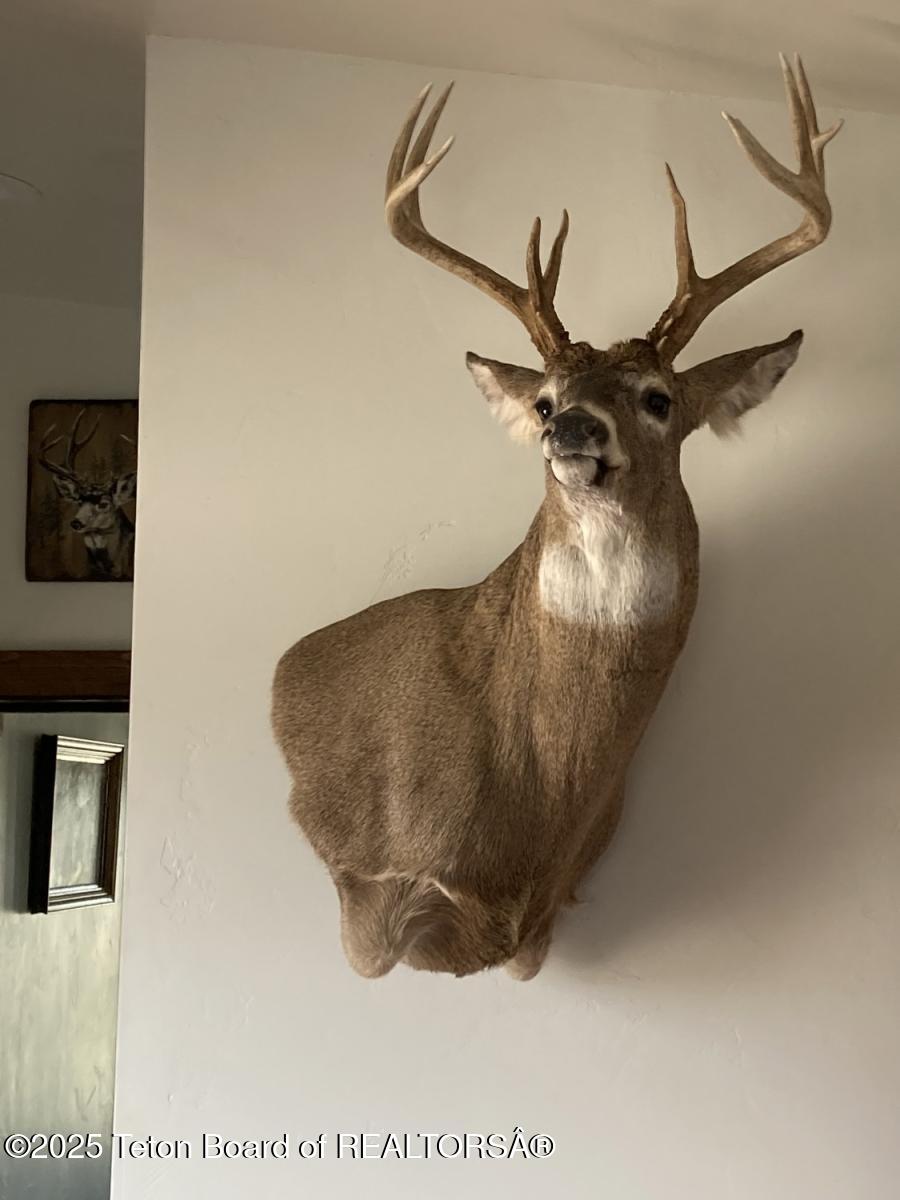 338 Gas Hills Road Riverton, WY 82501 - Photo 15 of 36 mule 3