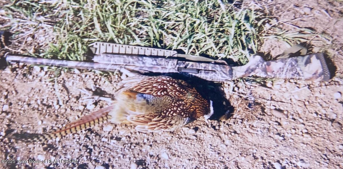 338 Gas Hills Road Riverton, WY 82501 - Photo 21 of 36 pheasant 2