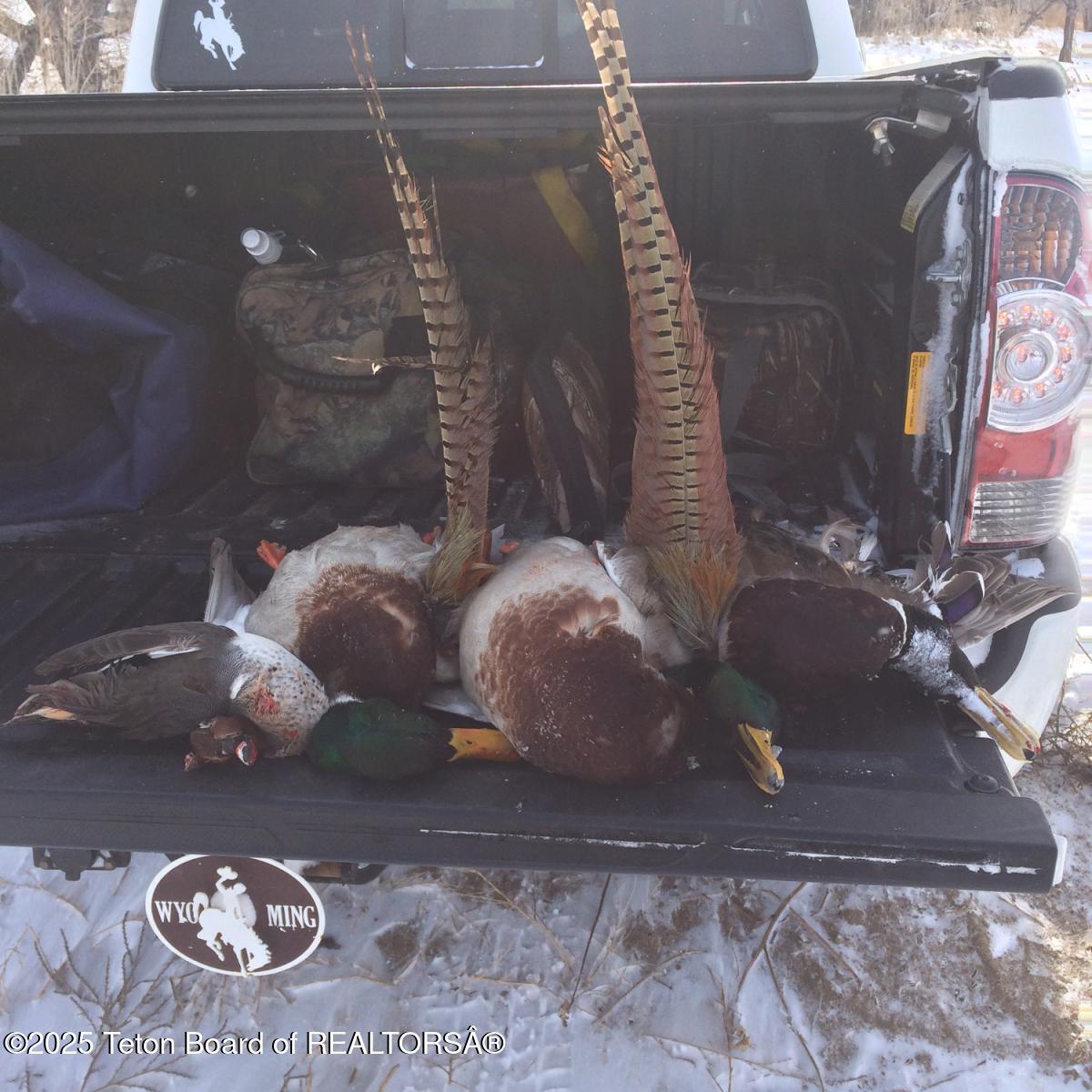 338 Gas Hills Road Riverton, WY 82501 - Photo 23 of 36 phesants