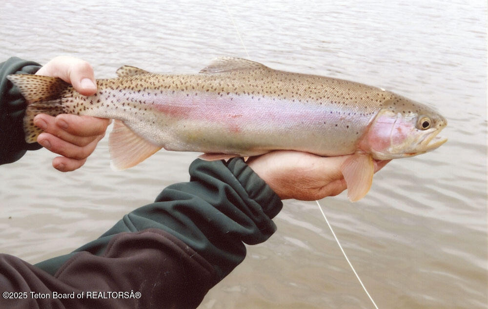 338 Gas Hills Road Riverton, WY 82501 - Photo 31 of 36 fish 16