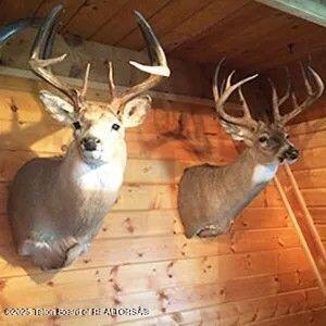 338 Gas Hills Road Riverton, WY 82501 - Photo 34 of 36 trophy mule deer