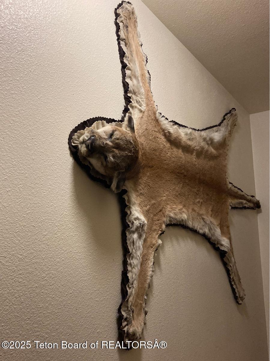 338 Gas Hills Road Riverton, WY 82501 - Photo 35 of 36 lion mounted